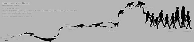Evolution