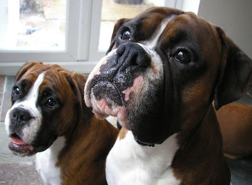 What Two Dogs Make A English Bulldog What Two Dogs Make A English Bulldog