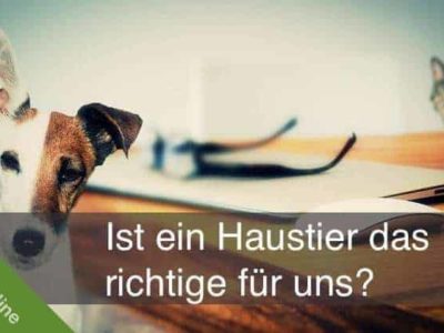 Warum Haustiere für Kinder gut sind #Werbung