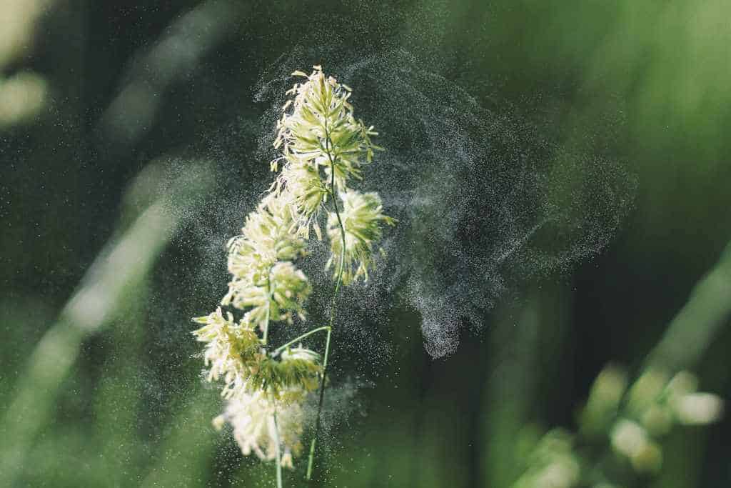 dyson pure cool link reinigt die luft von pollen